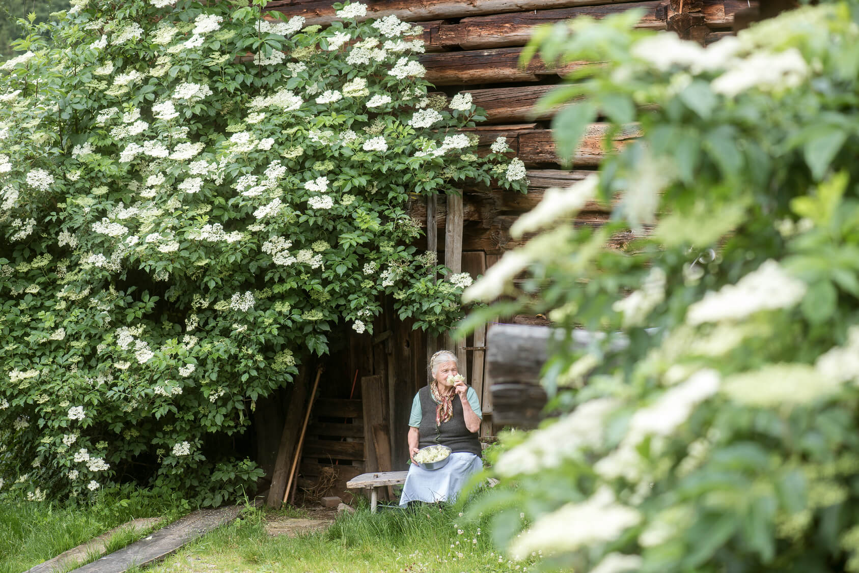 Wie man Holunder in der Wildnis erkennt - Nutrasium